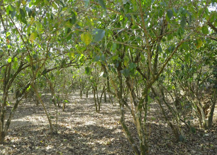 Growing & Processing 3 - Growing